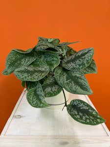 Silver Splash Pothos