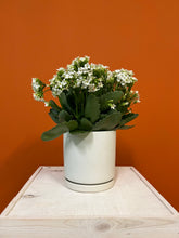 Load image into Gallery viewer, White Florist Kalanchoe
