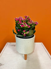 Load image into Gallery viewer, Pink Florist Kalanchoe
