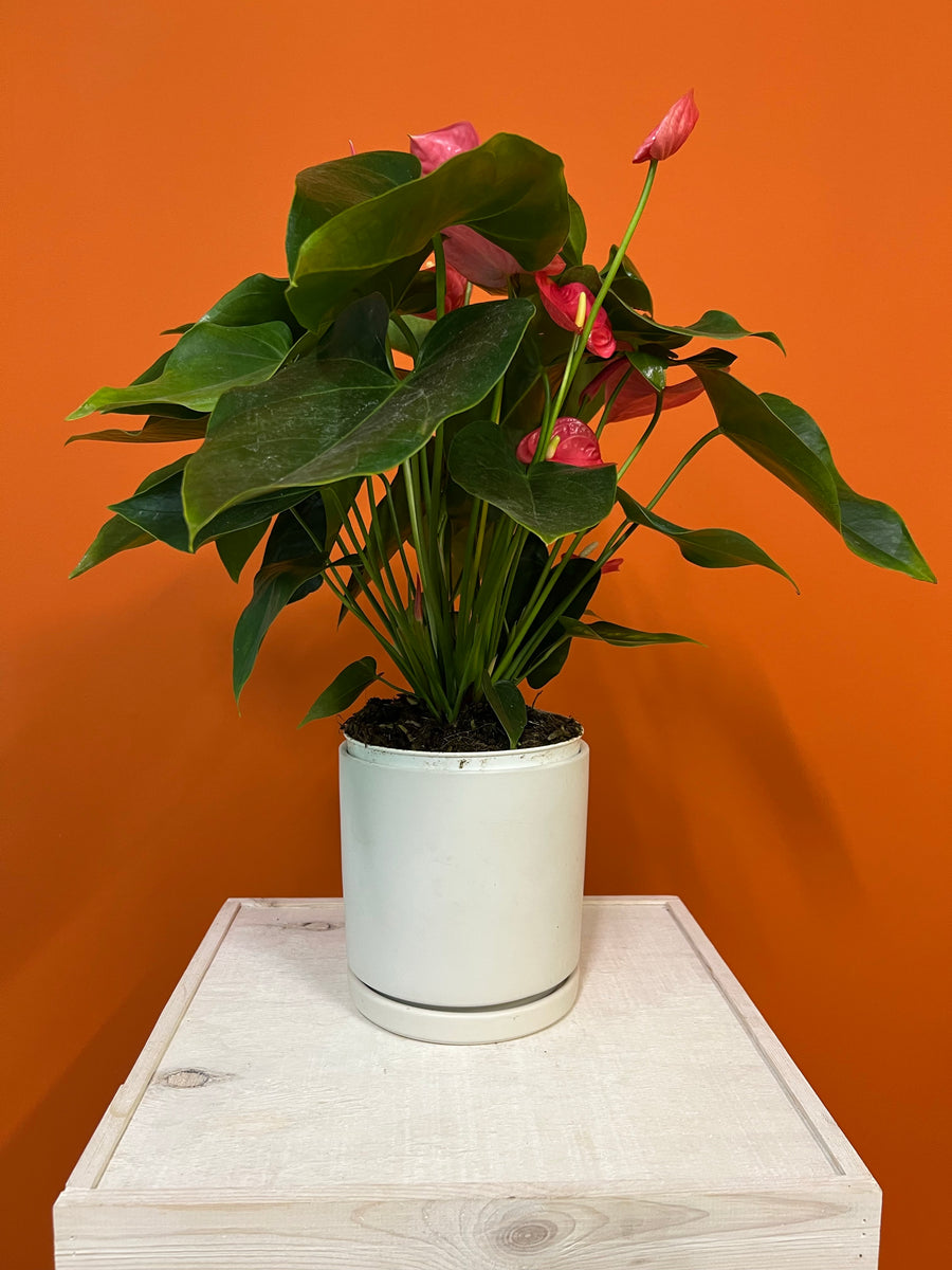 Flamingo Lily – Latinx With Plants